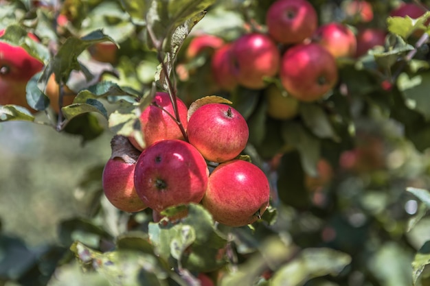 Пучки спелых яблок на ветке яблони, ярко освещенной солнцем. Концепция сбора урожая