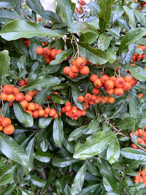 Bunches of ripe berries after rain