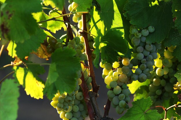 Bunches of ripe grape on plantation closeup