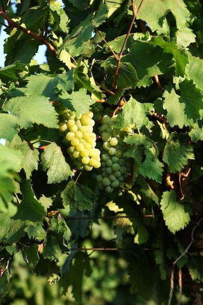 Bunches of ripe grape on plantation closeup