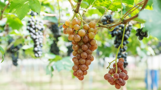 Bunches of ripe grapes in a vineyard.