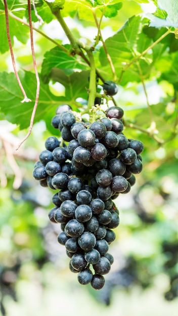 Bunches of ripe grapes in a vineyard.