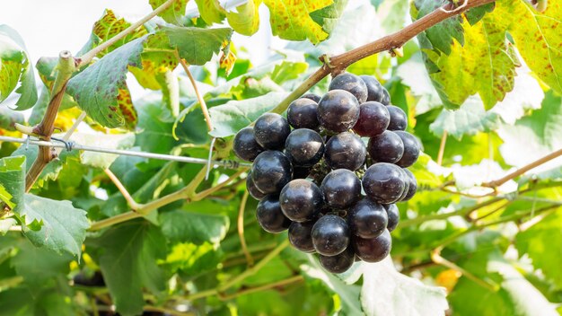 Bunches of ripe grapes in a vineyard.