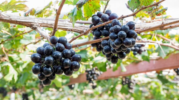 Bunches of ripe grapes in a vineyard.