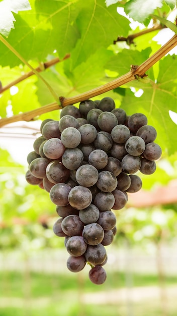 Bunches of ripe grapes in a vineyard.