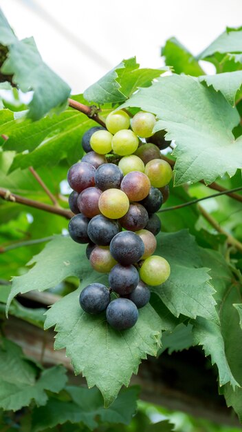 Гроздья спелого винограда в винограднике