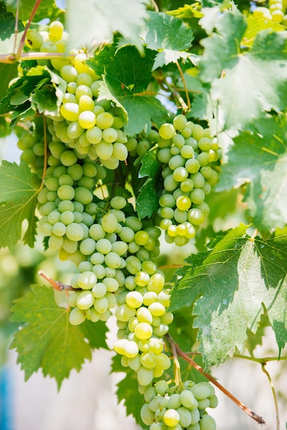 Bunches of ripe grapes for wine production in vineyards Large brushes of white grapes are hanging in the garden Bright sunny day Natural background