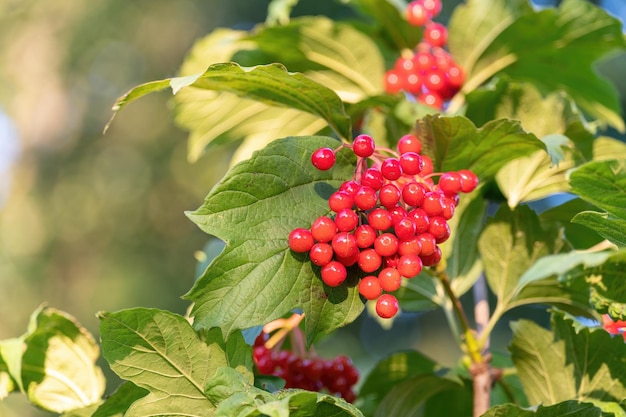 Bunches of ripe guelder rose berries hang on a branch