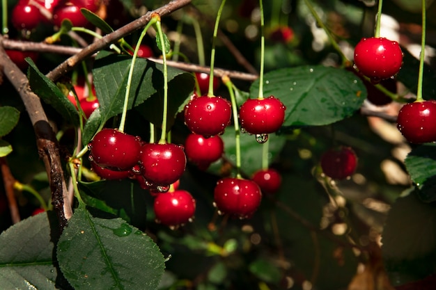 Bunches of ripe red cherries on a tree with raindrops in the sun