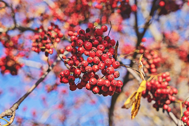 Bunches of ripe rowan berries on branches of rowan tree on sunny day