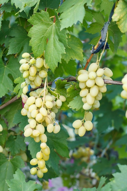 Bunches of ripe white grapes on a bush