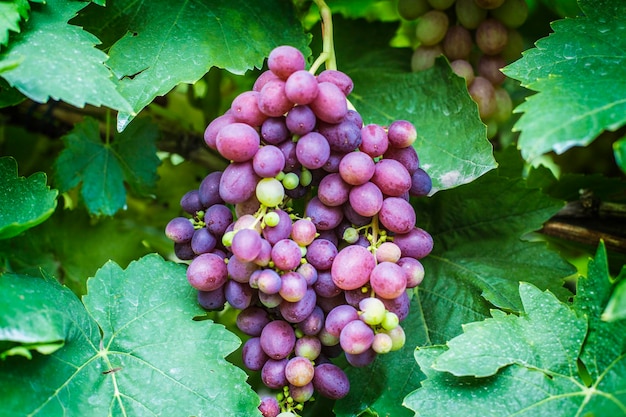 Bunches of rose muscat grapes on the vine, grapes harvest season in Ukraine