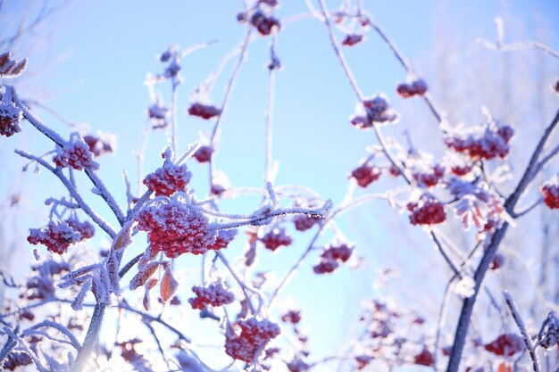 Bunches of rowan berries are covered with frost and snow on a frosty winter day.