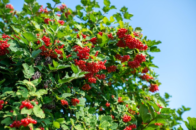 Bunches of viburnum berries growing on bush in garden