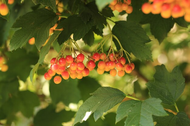 Bunches of viburnum berries