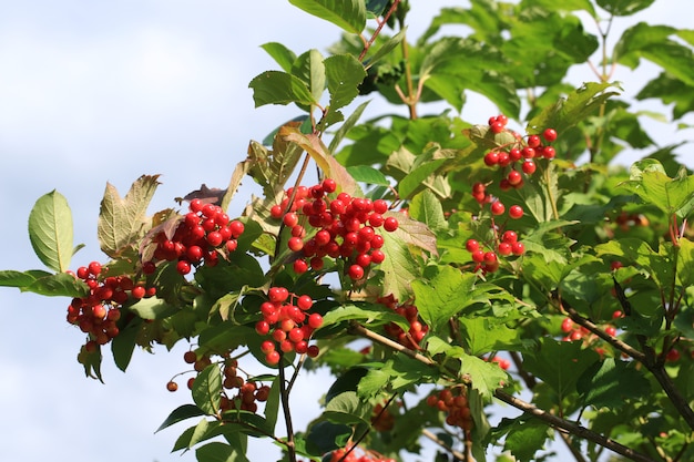 Bunches of viburnum berries