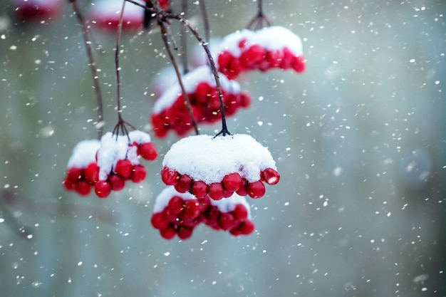 Grappoli di viburno coperti di neve durante una nevicata