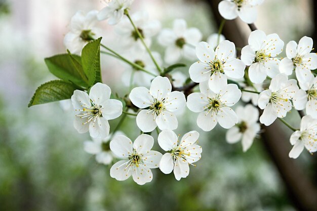 開花桜の枝に白い花の束