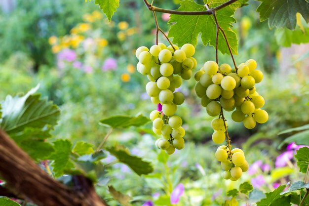 Bunches of white grapes hanging in vineyard