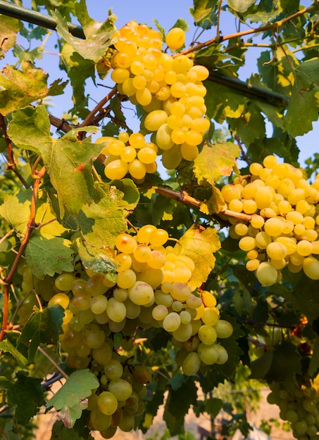 Bunches of white grapes ripen under the gentle summer sun in greece