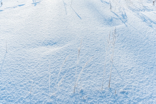 Bunches of wild meadow grass grow on snowy site in winter