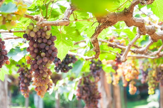 Bunches of wine grapes hanging on the vine with green leaves in garden