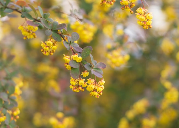 Bunches of Yellow flowers of barberry Bush 2