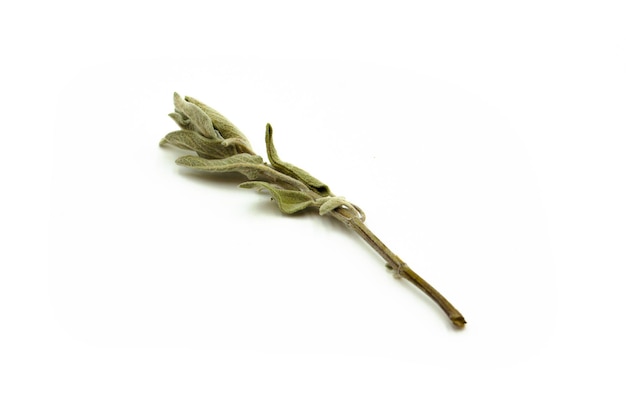 Bundle of dried sage herb in a white background.