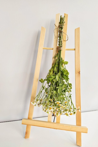 Bundle of medicinal chamomile herb hanging on rack Using herbal medicines as remedies for cold or to calm