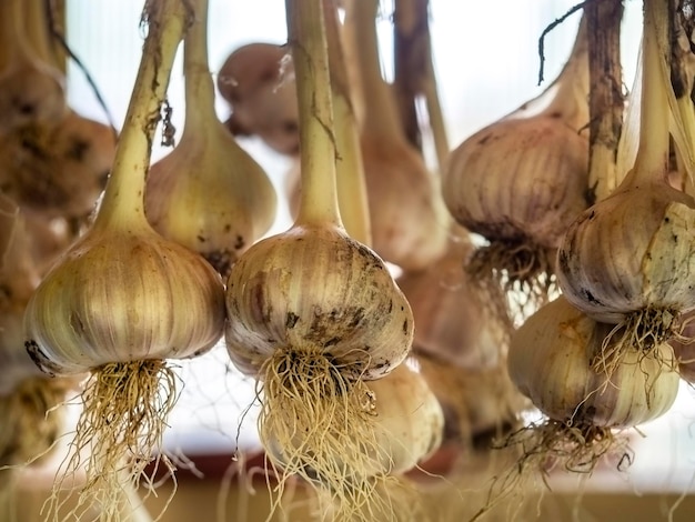 Bundles of garlic hang to dry Harvesting