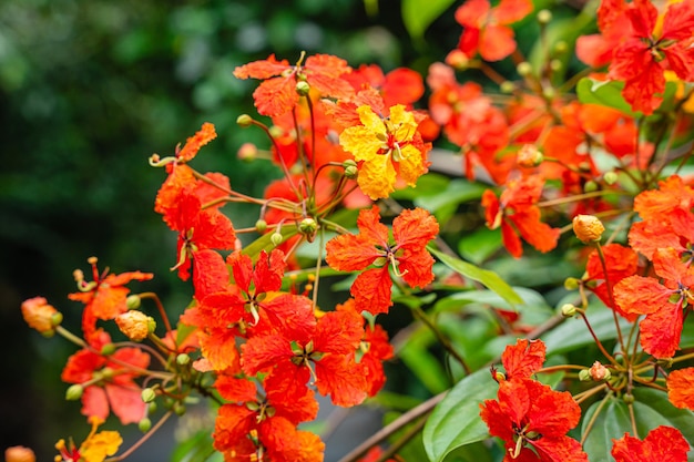 Bunga Phanera Kokiana or Bauhinia kockiana, a genus of flowering plants in the legume family