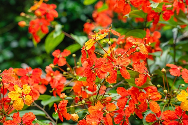 Bunga Phanera Kokiana или Bauhinia kockiana, род цветковых растений семейства бобовых.