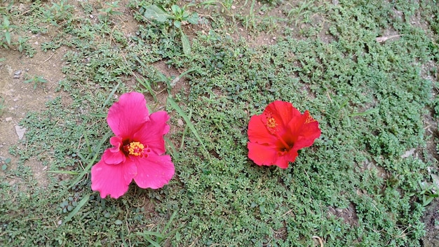 bunga sepatu or hibiscus flower in bloom in the garden of the house in spring time