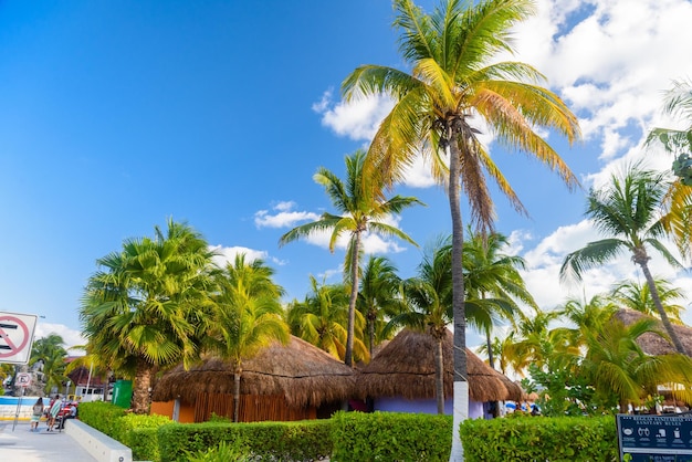 Bungalows in de schaduw van kokospalmen op het strand Isla Mujeres eiland Caribische Zee Cancun Yucatan Mexico