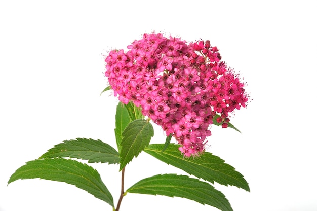 Студийный снимок bungei clerodendron