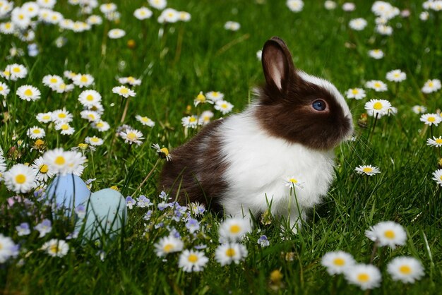 A bunny in a field of flowers with a blue easter egg in the foreground.