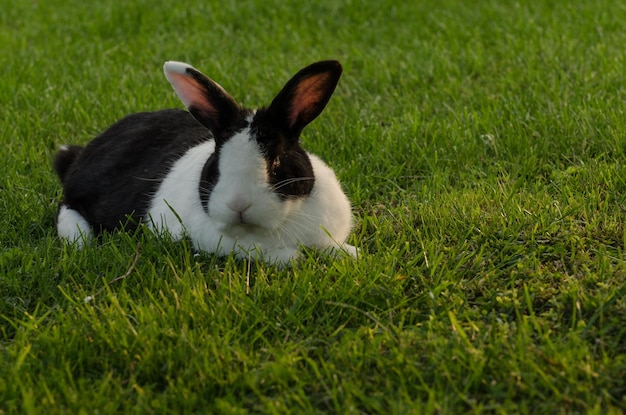 Bunny in green grass