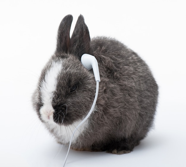 Bunny listening to music