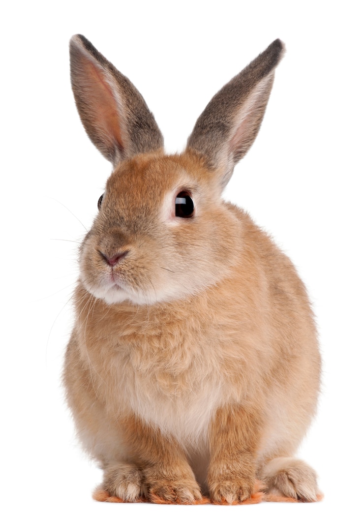 Photo bunny rabbit sitting on white isolated