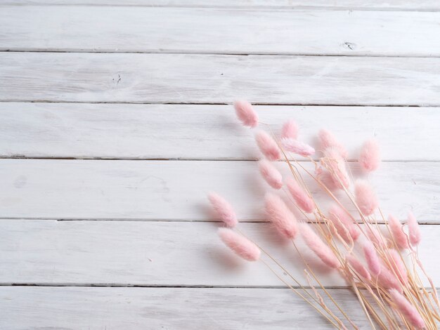 Bunny tail grass on white wooden.