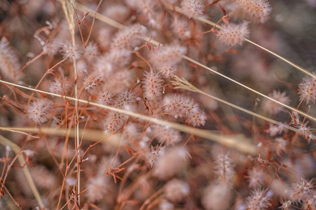 Bunny tails grass natural background