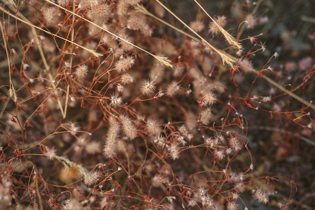 Bunny tails grass natural background