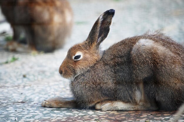 Bunny in zoo