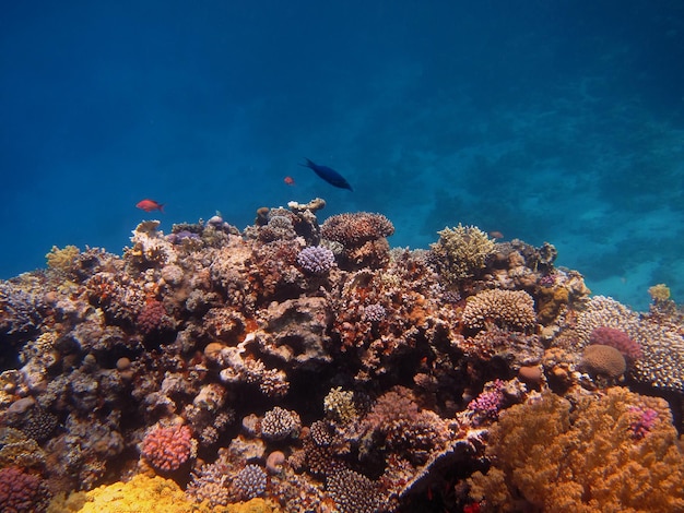 Bunte artenreiche korallen riff im roten meer