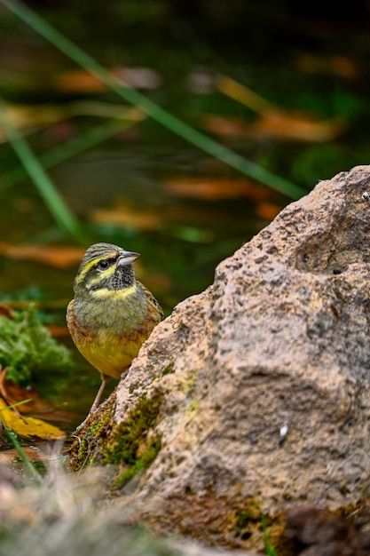 Bunting of Emberiza cirlus passerine scribal familie