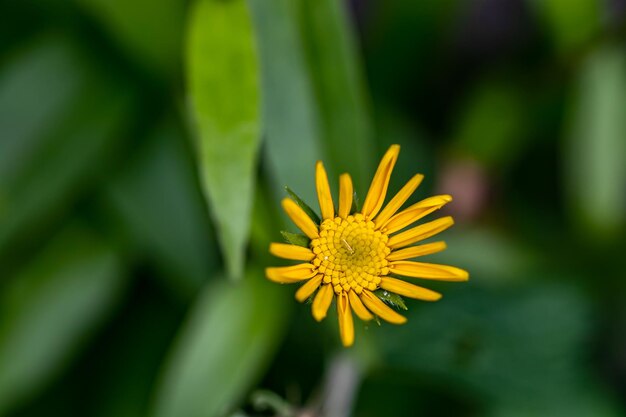 Buphthalmum salicifolium flower in mountains