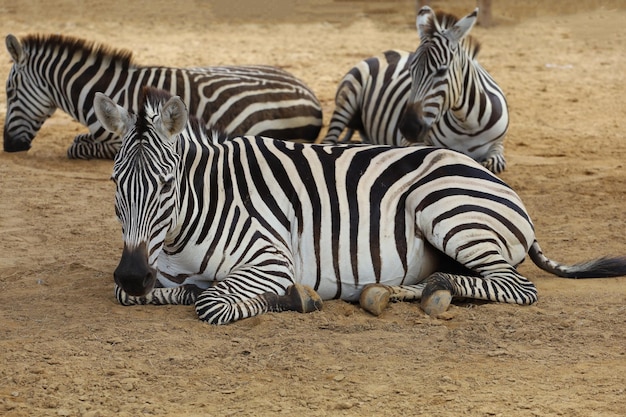 The burchell zebra is eatting in farm at thailand