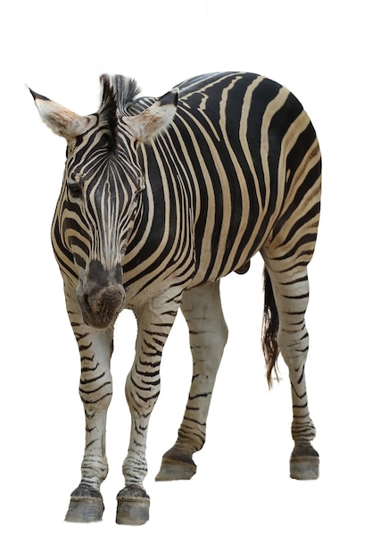 La zebra del burchell isolata