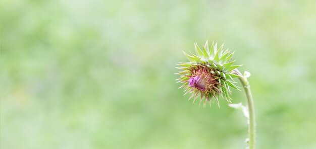 Fiore di bardana su prato verde, erba spinosa secca in natura