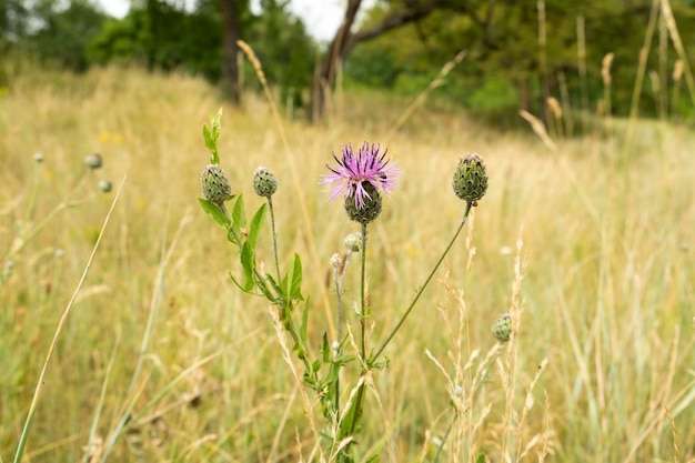 Burdock thorny flower Arctium lappa on green blur background